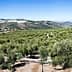 Panoramic view of a vast olive grove with rows of olive trees under a clear blue sky. - Olive Oil Times