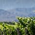 Rows of grapevines growing in a vineyard with mountains in the background. - Olive Oil Times