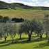 Row of olive trees in a green landscape with rolling hills in the background. - Olive Oil Times
