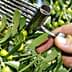 A hand holding a metal rake used for harvesting olives from a tree branch. - Olive Oil Times