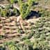 Aerial view of an olive grove with neatly arranged rows of olive trees. - Olive Oil Times