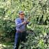 An older man wearing glasses is harvesting olives from a tree in an olive grove. - Olive Oil Times
