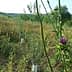 Field of wildflowers featuring a prominent thistle plant with purple flowers and green foliage. - Olive Oil Times