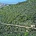 Expansive olive grove with a small building and a village visible on a hillside in the background. - Olive Oil Times