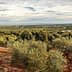 Panoramic view of an olive grove with numerous olive trees and a cloudy sky. - Olive Oil Times