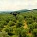 A drone flying above a lush olive grove with trees stretching across the landscape. - Olive Oil Times