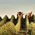 Olive harvesting machine operating in a neatly arranged olive grove with trees in rows. - Olive Oil Times