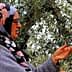 Woman wearing a hijab and glasses standing near an olive tree, gesturing with her hands. - Olive Oil Times