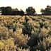 Expansive olive grove with rows of olive trees under a clear sky during sunset. - Olive Oil Times