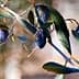 Close-up of an olive branch featuring ripe black olives and green leaves. - Olive Oil Times