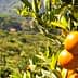 Close-up of oranges hanging from a tree branch in an orchard setting. - Olive Oil Times