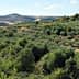 Expansive view of an olive grove with trees and rolling hills in the background. - Olive Oil Times