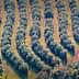 Aerial view of neatly arranged rows of olive trees in an orchard. - Olive Oil Times