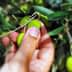 A hand reaching for green olives on a branch of an olive tree. - Olive Oil Times