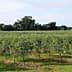 Row of olive trees in a green orchard under a clear sky. - Olive Oil Times