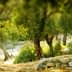 Blurred image of olive trees in a natural landscape with a stone wall. - Olive Oil Times