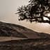 Silhouette of a tree with a sun setting behind it in a desert environment. - Olive Oil Times