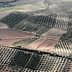 Aerial view of olive groves with rows of trees and agricultural land in Jaén, Spain. - Olive Oil Times