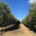 Rows of olive trees in an orchard under a clear blue sky with sparse clouds. - Olive Oil Times