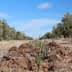 A dirt path with sparse vegetation and a small plant growing in the foreground under a blue sky. - Olive Oil Times