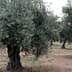 Several olive trees with thick trunks and dense foliage in a field setting. - Olive Oil Times