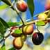 A close-up of an olive branch featuring green, yellow, and purple olives against a blue sky. - Olive Oil Times
