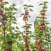 Red currant bushes with ripe berries growing under a blue sky with clouds. - Olive Oil Times
