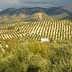 Expansive olive grove with neatly arranged rows of olive trees and distant mountains under a cloudy sky. - Olive Oil Times