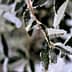 Close-up of olive tree leaves covered in frost and ice crystals. - Olive Oil Times