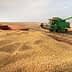 A green combine harvester working in a field with a trailer filled with harvested crops. - Olive Oil Times