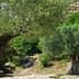 Two ancient olive trees with thick trunks and lush green foliage in a natural setting. - Olive Oil Times