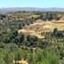 A panoramic view of olive groves on a hillside in Crete, showcasing rows of olive trees. - Olive Oil Times
