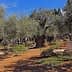 Olive trees with gnarled trunks in the Garden of Gethsemane, featuring a stone monument. - Olive Oil Times