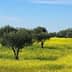 Olive trees in a field with yellow flowers under a blue sky in Alentejo. - Olive Oil Times