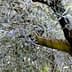 Close-up of olive tree branches featuring green leaves and a textured bark. - Olive Oil Times