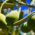 Close-up of green olives hanging from a branch of an olive tree with leaves. - Olive Oil Times