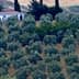 A hillside covered with rows of olive trees, with a small building and cypress trees in the background. - Olive Oil Times