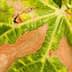 Close-up view of a leaf showing green and brown discoloration with holes. - Olive Oil Times