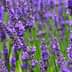 Field of blooming lavender flowers with purple petals and green stems. - Olive Oil Times