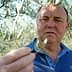 Man inspecting olive leaves while standing in an olive grove. - Olive Oil Times