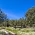 Olive trees in a grove with a dirt path and wildflowers under a clear blue sky. - Olive Oil Times