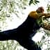 Man in a yellow long-sleeve shirt pruning olive tree branches while standing on a branch. - Olive Oil Times