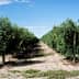 Rows of olive trees growing in a well-maintained orchard under a clear blue sky. - Olive Oil Times