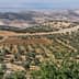 Aerial view of olive groves in the Jordan Valley with rolling hills in the background. - Olive Oil Times
