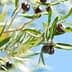 Branch of an olive tree featuring green and black olives against a blue sky. - Olive Oil Times
