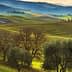 Olive trees in a green landscape with rolling hills and a cloudy sky in the background. - Olive Oil Times
