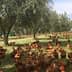 A large group of brown chickens roaming under olive trees in a green field. - Olive Oil Times