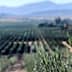 A view of an olive grove with rows of olive trees extending into the distance. - Olive Oil Times