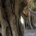 Elderly man in a plaid shirt standing beside a large olive tree with a textured trunk. - Olive Oil Times