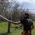 A man using a pole tool to harvest olives from a tree in an olive grove near a body of water. - Olive Oil Times